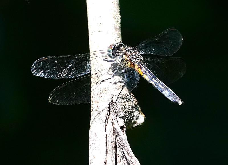 Photo of Blue Dasher