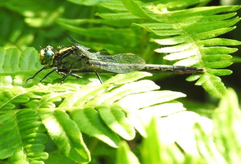 Photo of Lilypad Clubtail