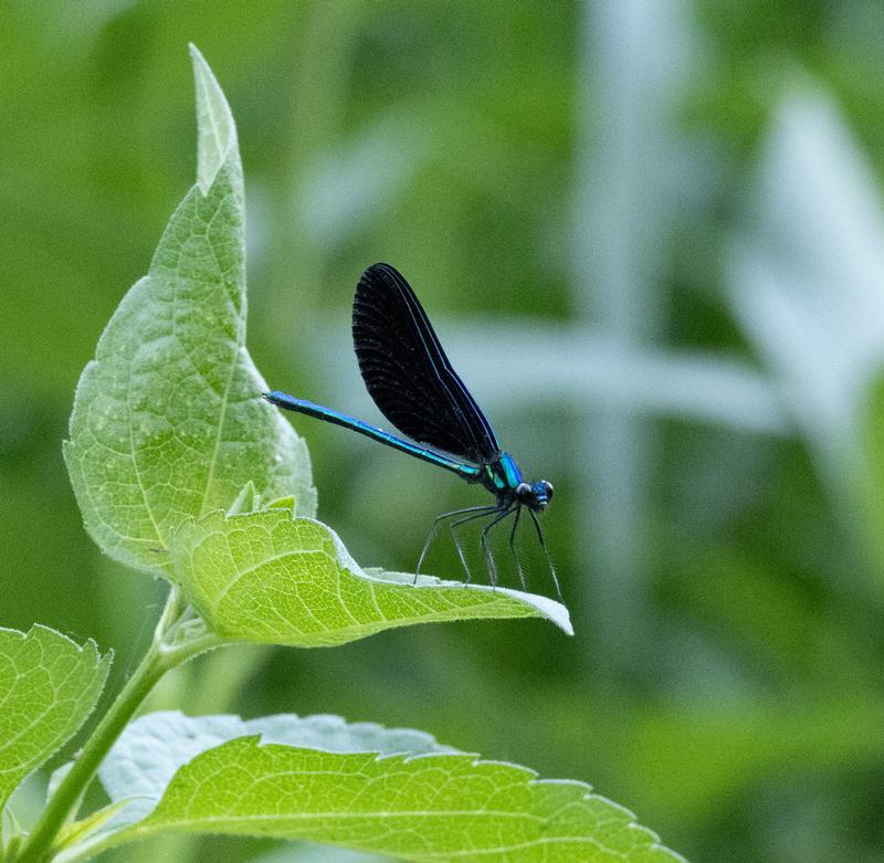 Photo of Ebony Jewelwing