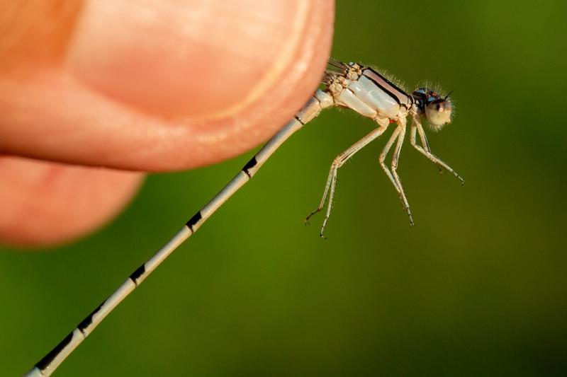 Photo of Familiar Bluet