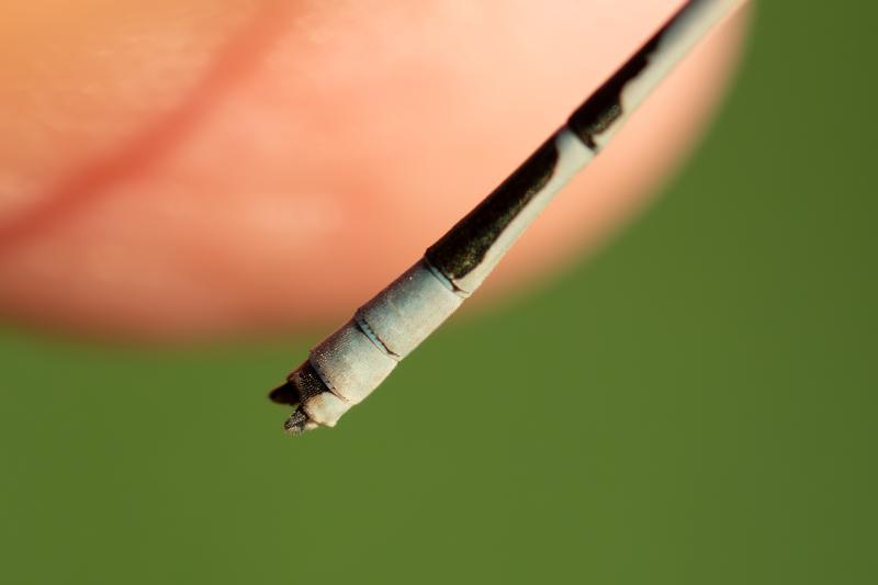 Photo of Familiar Bluet