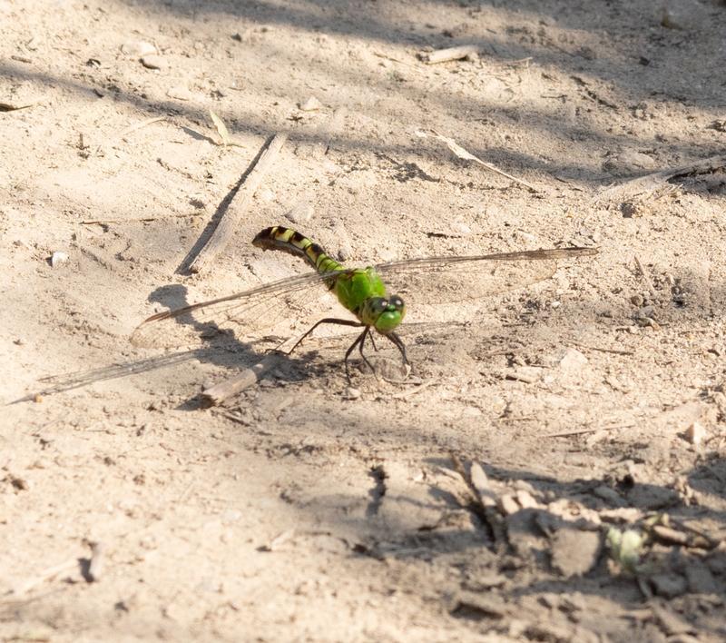 Photo of Eastern Pondhawk
