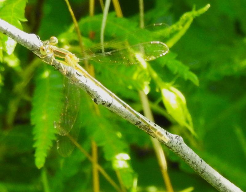 Photo of Lyre-tipped Spreadwing