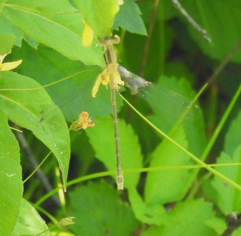Photo of Lyre-tipped Spreadwing