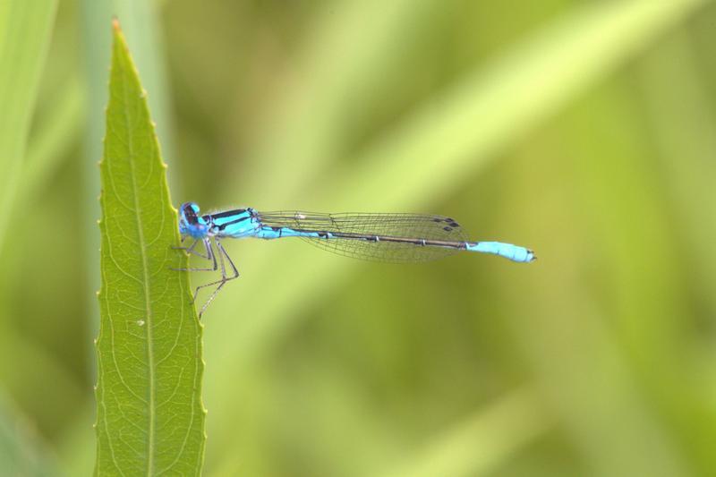 Photo of Azure Bluet