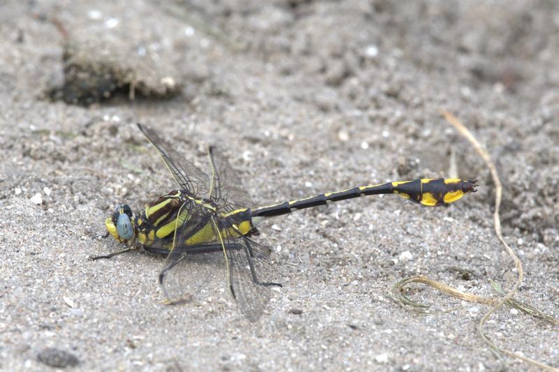Photo of Plains Clubtail
