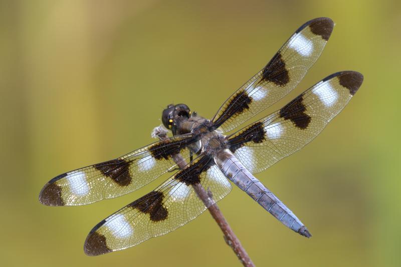 Photo of Twelve-spotted Skimmer