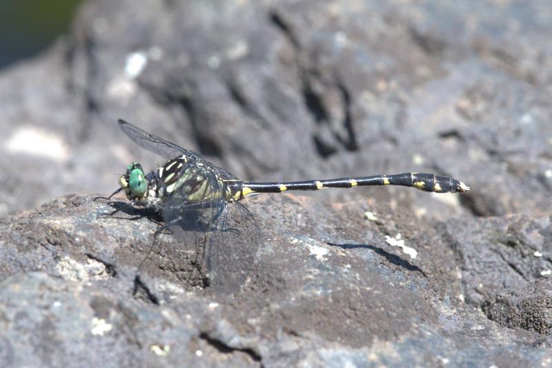 Photo of Eastern Least Clubtail