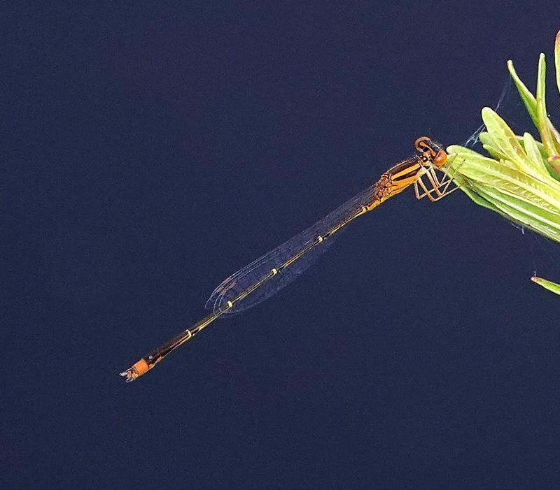 Photo of Orange Bluet