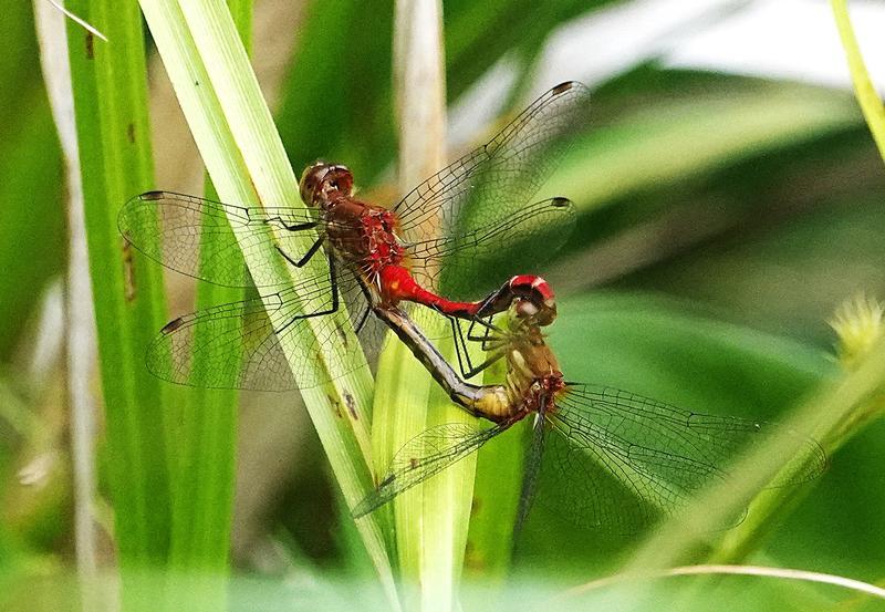 Photo of Ruby Meadowhawk