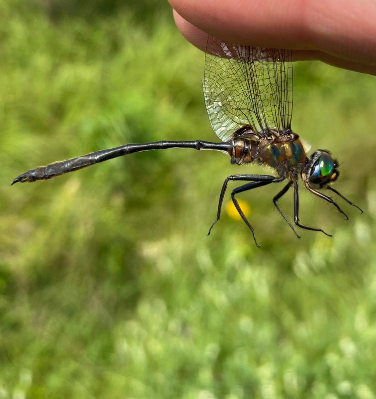 Photo of Delicate Emerald