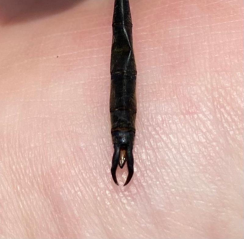 Photo of Delicate Emerald