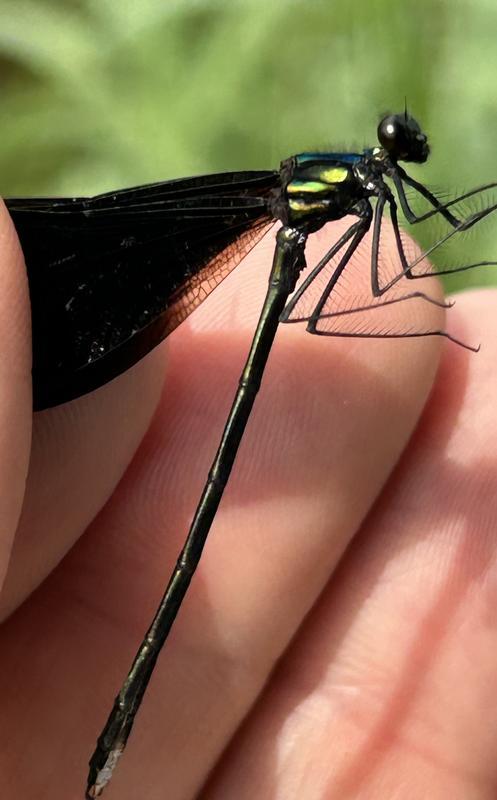 Photo of Ebony Jewelwing