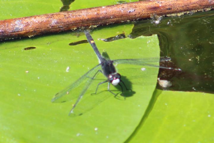 Photo of Dot-tailed Whiteface