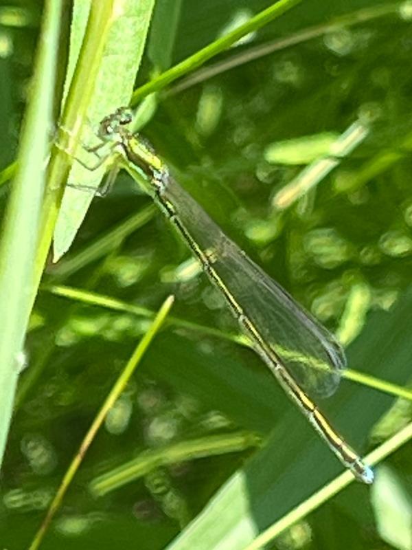 Photo of Sedge Sprite
