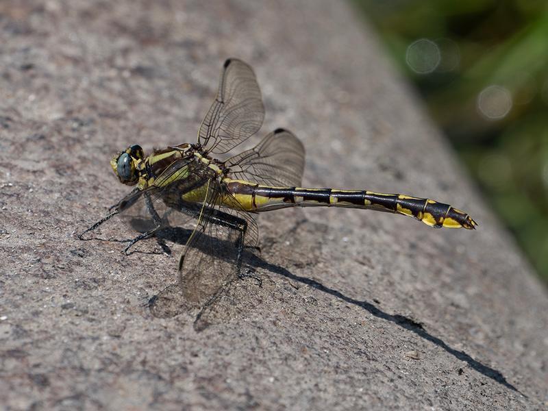 Photo of Plains Clubtail