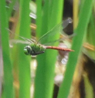 Photo of Comet Darner