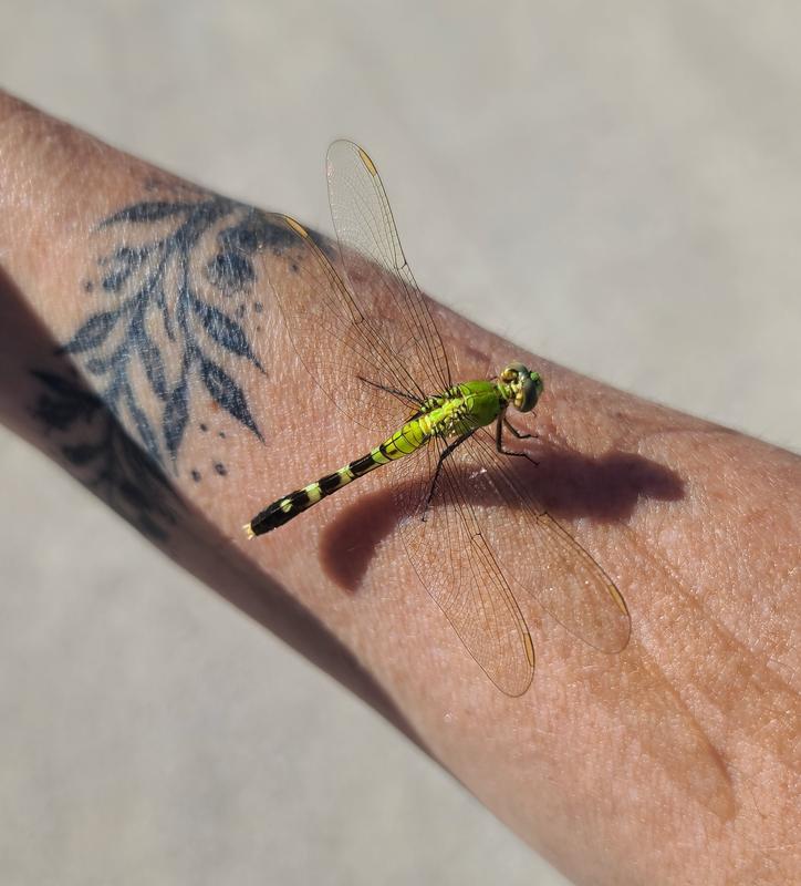 Photo of Eastern Pondhawk