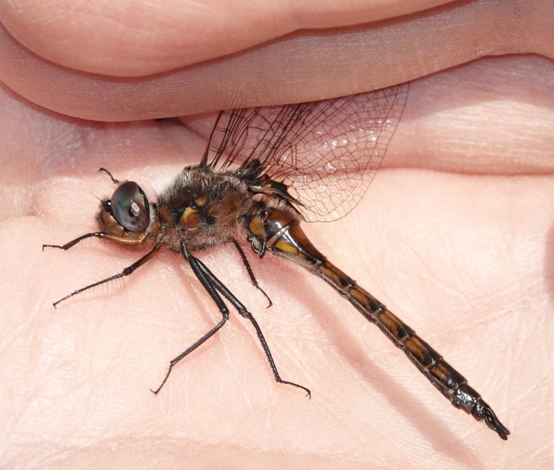 Photo of Common Baskettail