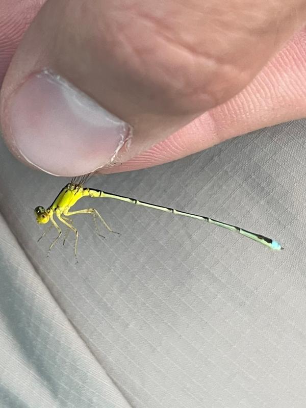 Photo of Vesper Bluet