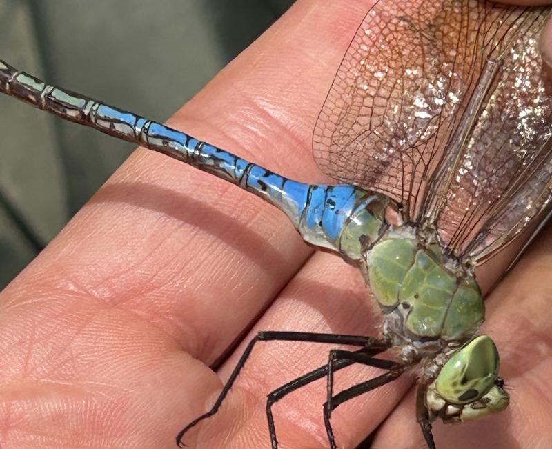 Photo of Common Green Darner