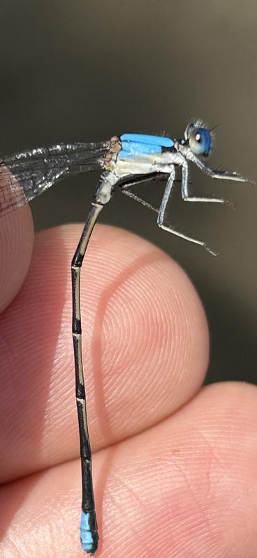 Photo of Blue-fronted Dancer