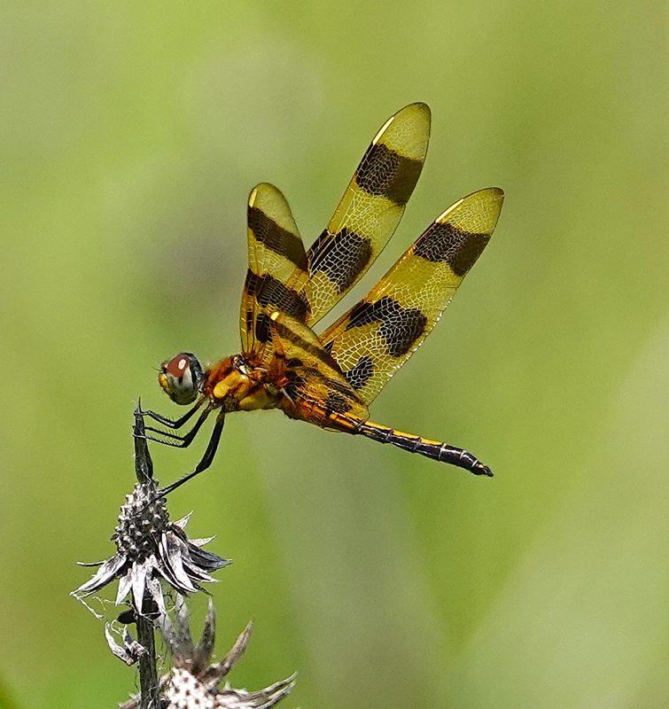 Photo of Halloween Pennant