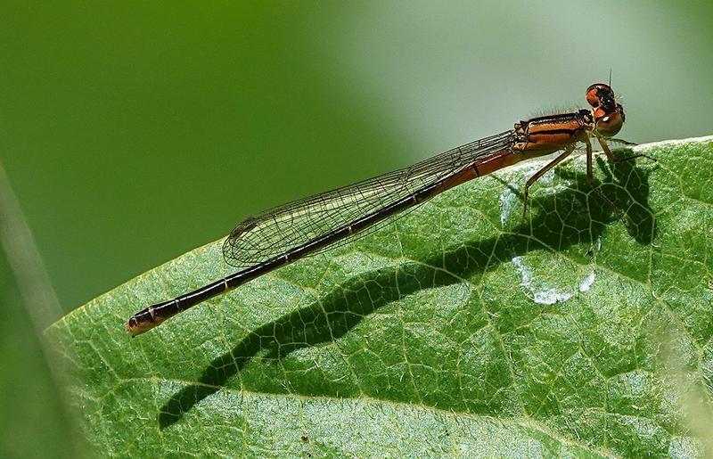 Photo of Eastern Forktail