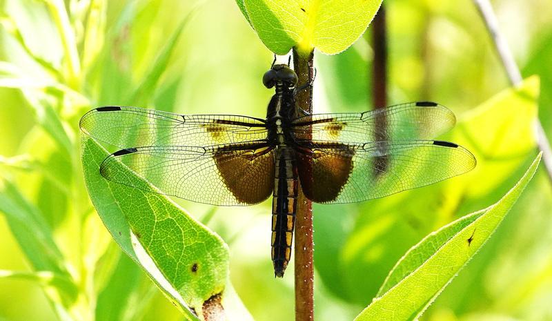 Photo of Widow Skimmer