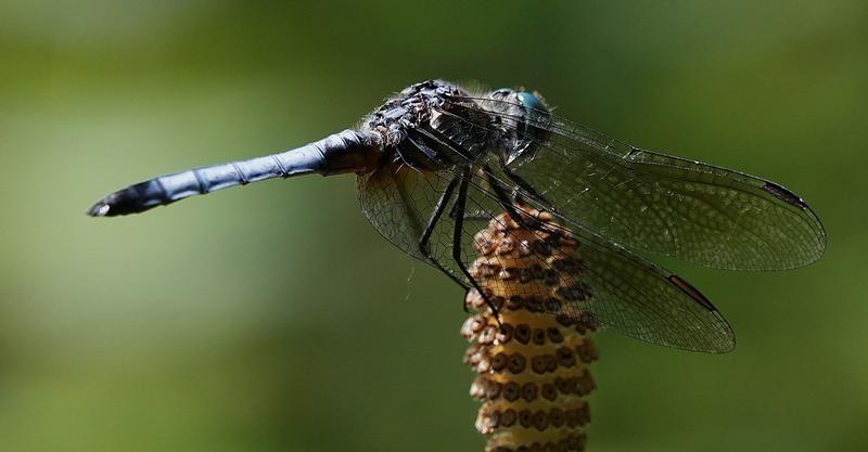 Photo of Blue Dasher