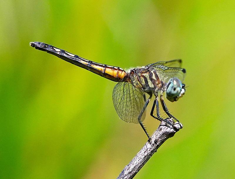 Photo of Blue Dasher