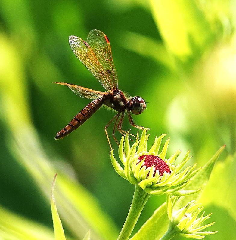 Photo of Eastern Amberwing