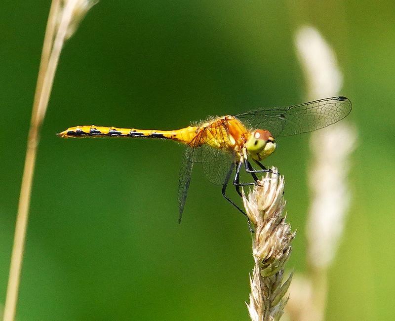 Photo of White-faced Meadowhawk