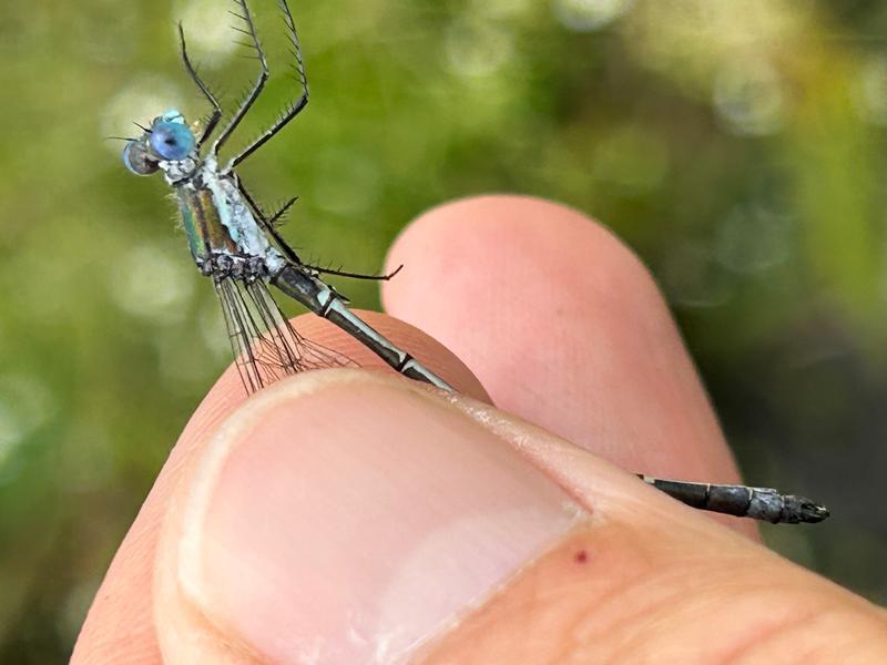 Photo of Emerald Spreadwing