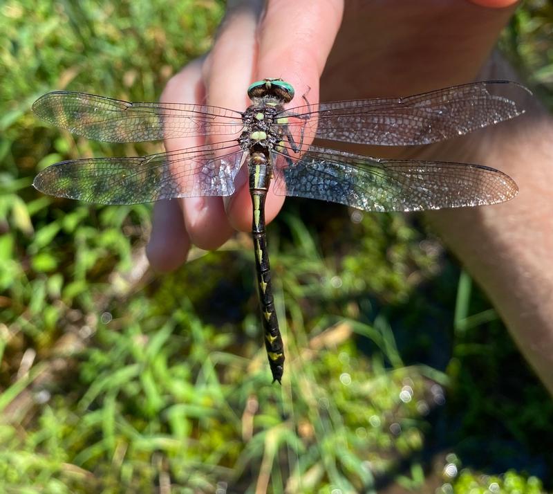 Photo of Arrowhead Spiketail