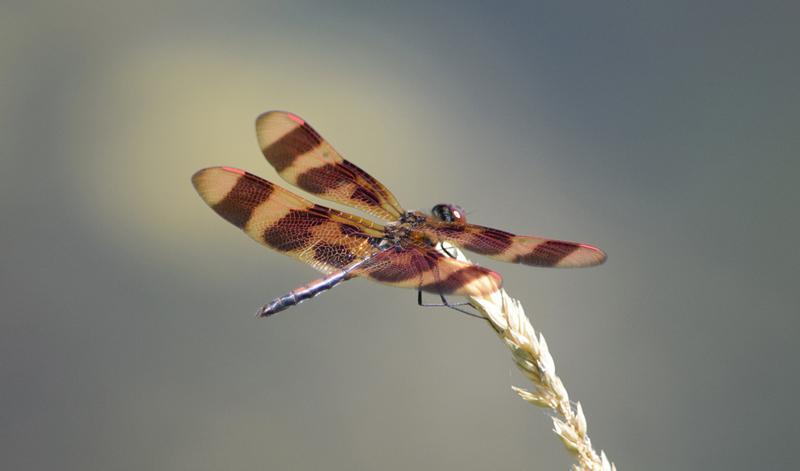 Photo of Halloween Pennant