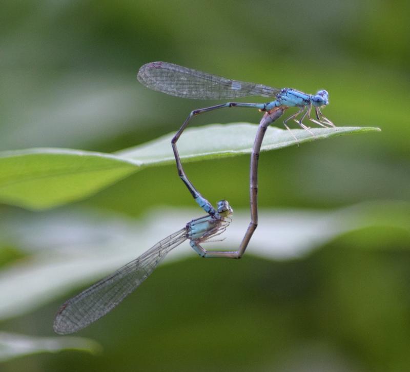 Photo of Slender Bluet