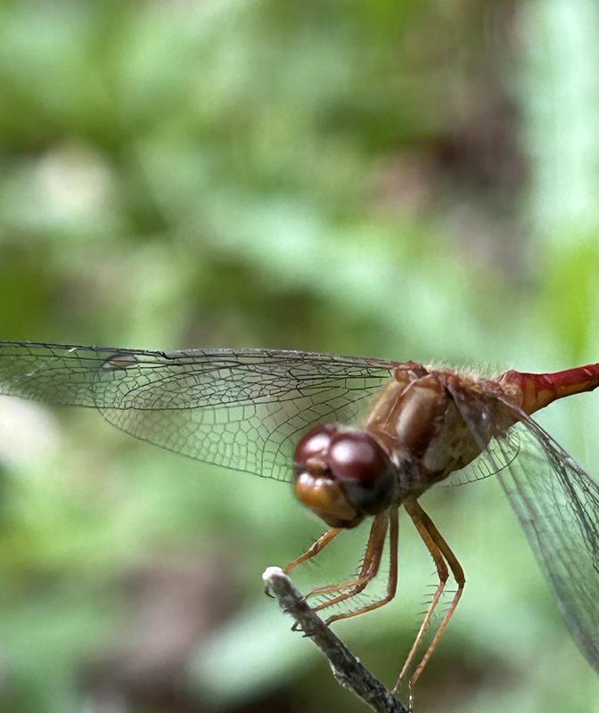 Photo of Autumn Meadowhawk