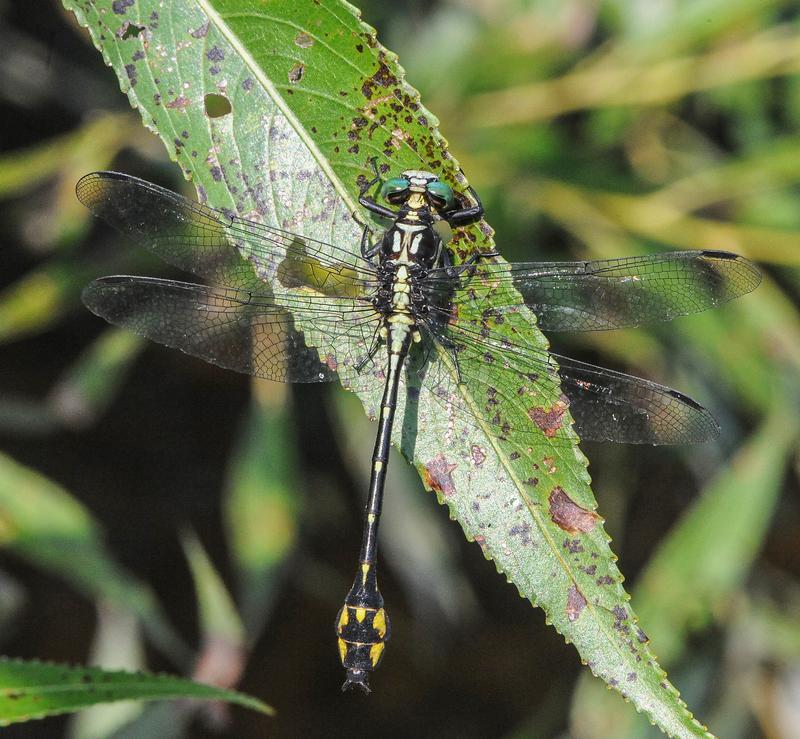 Photo of Riverine Clubtail