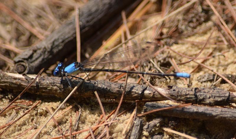 Photo of Blue-fronted Dancer