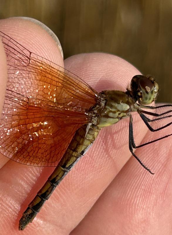 Photo of Band-winged Meadowhawk