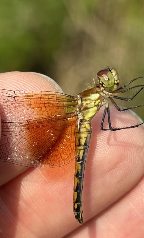 Photo of Band-winged Meadowhawk