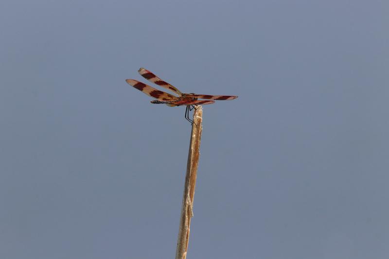 Photo of Halloween Pennant