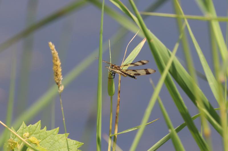 Photo of Halloween Pennant