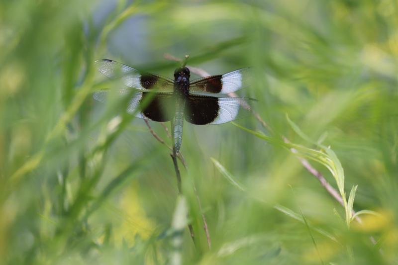 Photo of Widow Skimmer