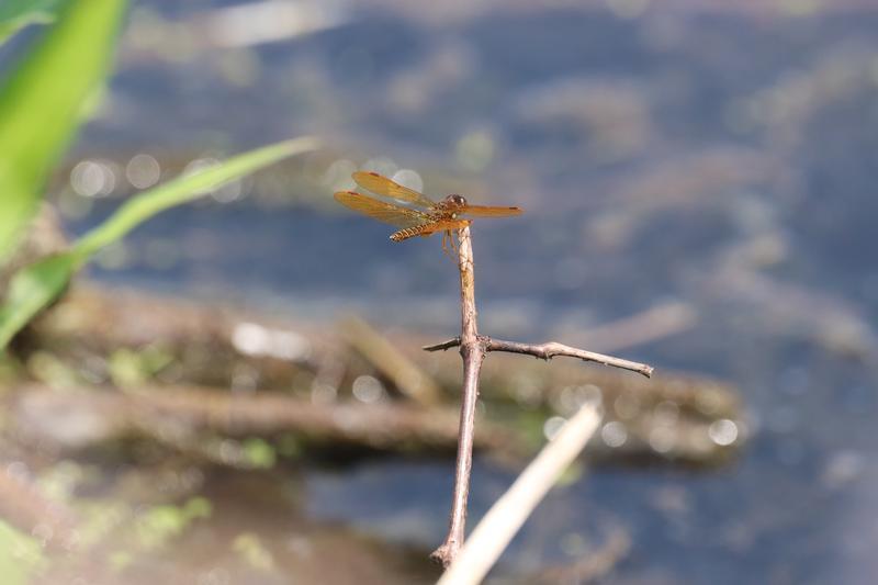 Photo of Eastern Amberwing