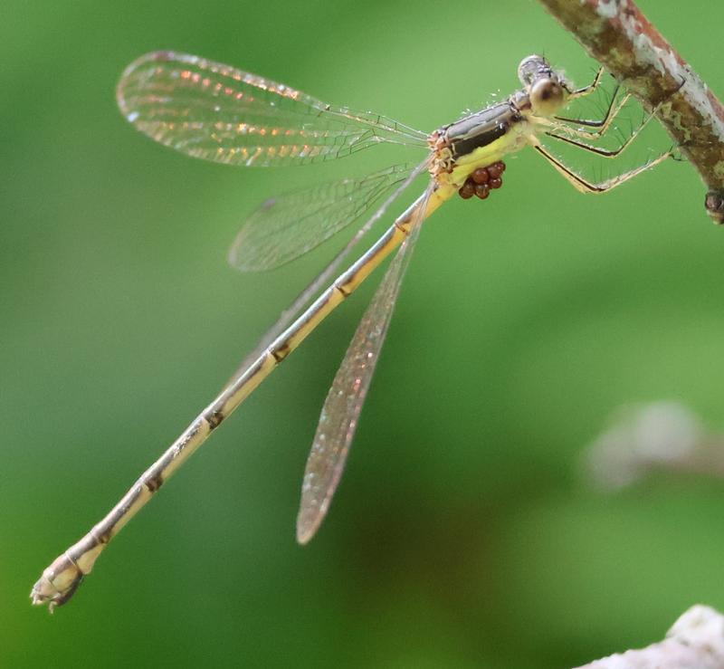 Photo of Slender Spreadwing