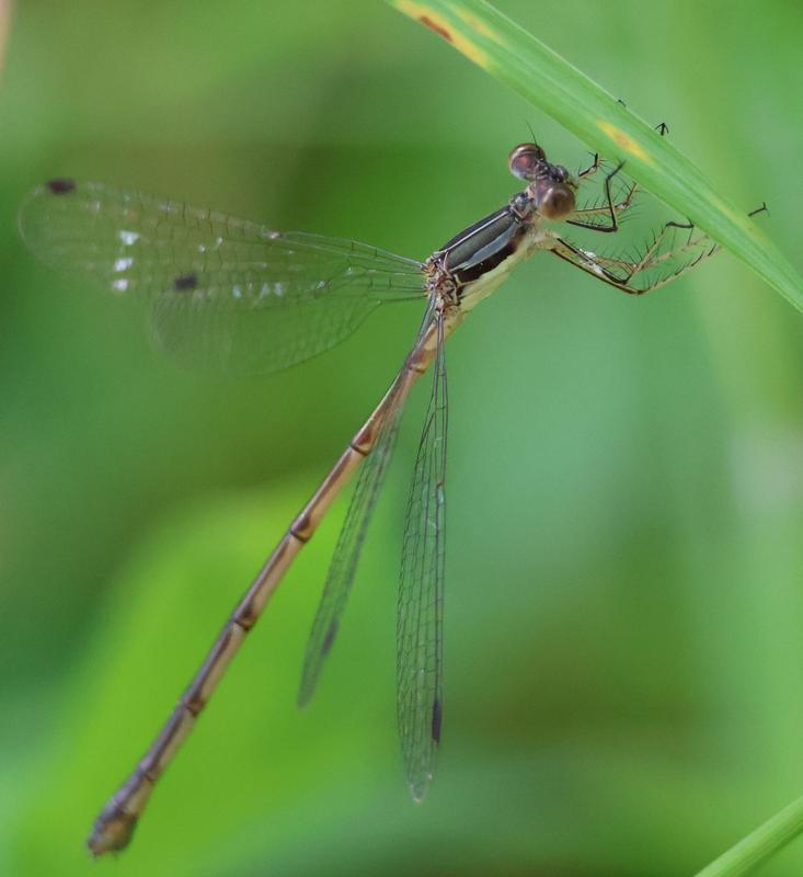 Photo of Slender Spreadwing