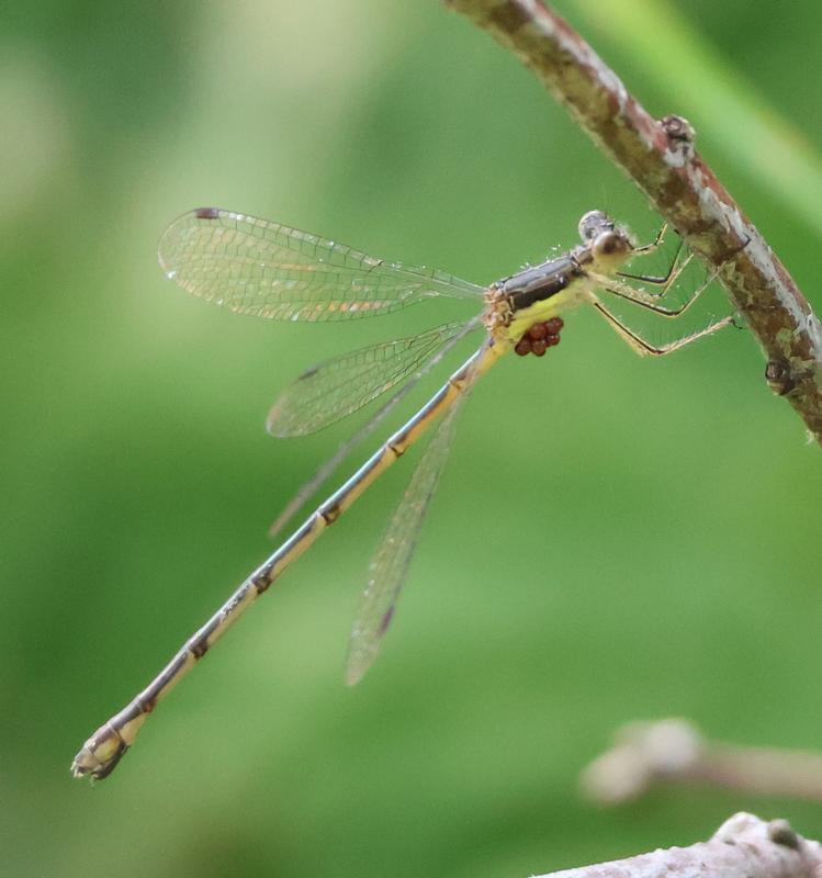 Photo of Slender Spreadwing