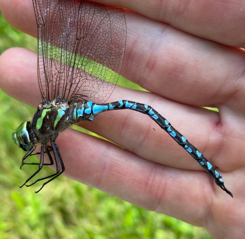 Photo of Green-striped Darner